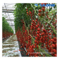 Casas verdes comerciais multi span de tomate estufa